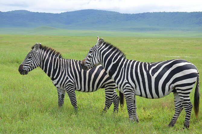 3 Days Serengeti & Ngorongoro Lodge Safari - Day 2: Serengeti sunrise game drive, picnic lunch, then Ngorongoro rim time