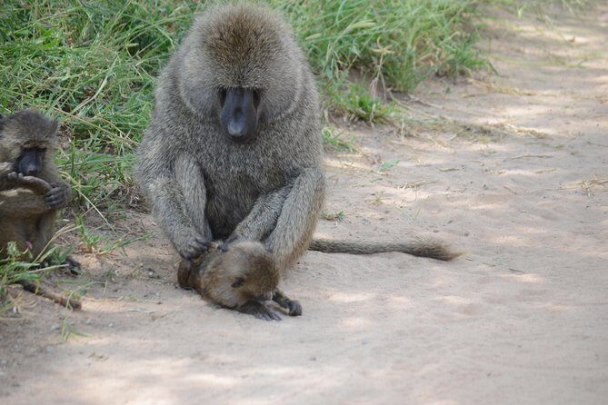 3 Days Serengeti & Ngorongoro Lodge Safari - Day 3: Descending Ngorongoro at 6:15 a.m. and chasing black rhino odds