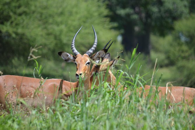 3 Days Serengeti & Ngorongoro Lodge Safari - Tented lodge nights: included comfort that fits a short safari