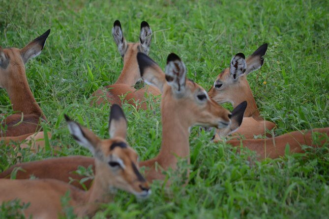 3 Days Serengeti & Ngorongoro Lodge Safari - Included meals, water, beer, and wine: why it’s more than a perk