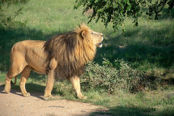 3 Days Tanzania Budget Group Joining Safari Tour - Key Highlights Worth Noting