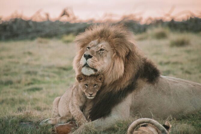 3 Days Tanzania Budget Group Joining Safari Tour - Why This Safari Mix Works So Well in 3 Days