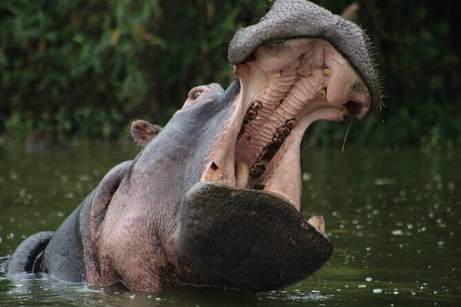 3 Days Tanzania Budget Group Joining Safari Tour - Day 2 Ngorongoro Crater: When Wildlife Comes to You