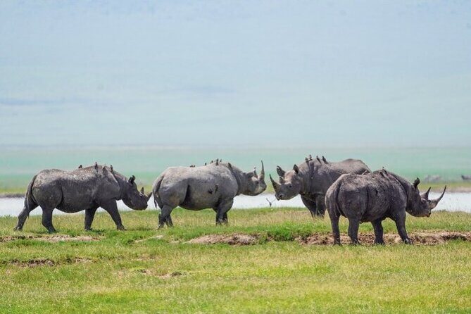 3 Days Tanzania Budget Group Joining Safari Tour - Day 3 Lake Manyara: Flamingos, Birds, and the Famous Climbing Tree