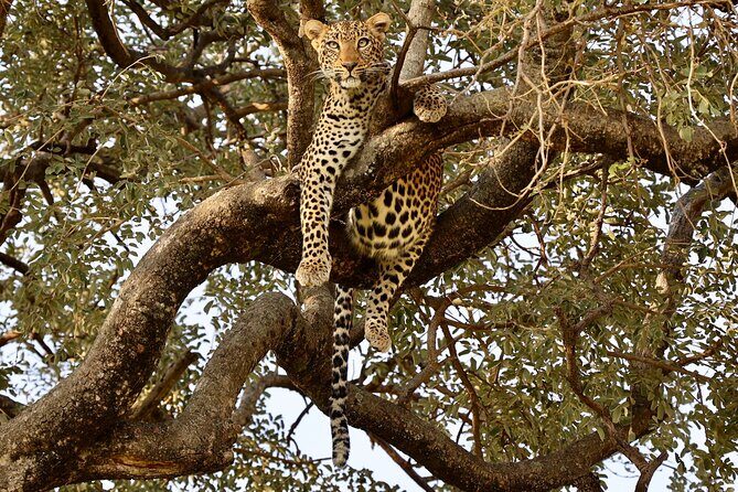 3 Days Tanzania Budget Group Joining Safari Tour - Day 1 Tarangire National Park: Elephants, Baobabs, and a Budget Camping Night