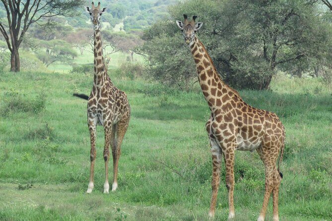 3 Days Tanzania group join safari - Serengeti & Ngorongoro crater - Ngorongoro Crater Tour: Why This Caldera Draws the Big Five Story