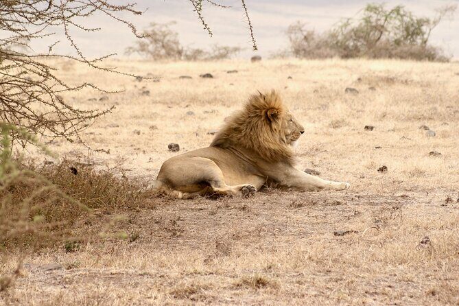3 Days Tanzania Private Budget Safari to Serengeti & Ngorongoro - Key reasons this Serengeti + Ngorongoro safari works