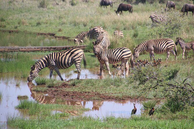3 Days Tanzania Private Budget Safari to Serengeti & Ngorongoro - Day 1: Arusha to Serengeti game drives and a budget campsite reset