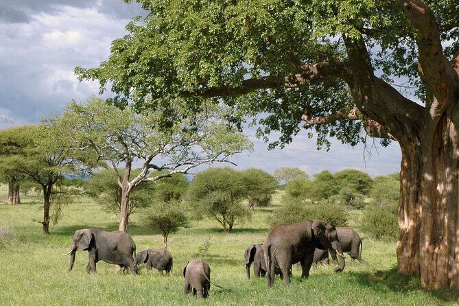 3 Days Tanzania Private Budget Safari to Serengeti & Ngorongoro - Day 2: Two big things in one day—Serengeti plains and the drive toward Ngorongoro