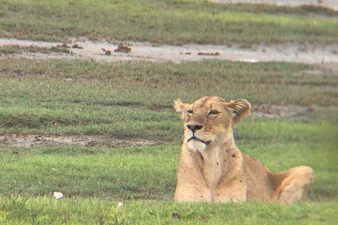 3 Days Tanzania Safari - Price and Value: Is $780 for 3 Days a Good Deal?