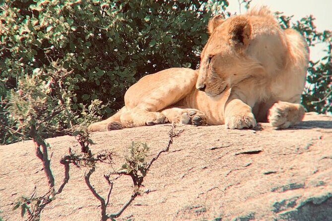 3 Days Tanzania Safari - Who Should Book This Tanzania Northern Circuit Sampler