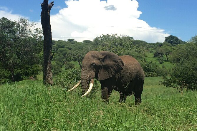 3 Days Tanzania Safari - FAQ