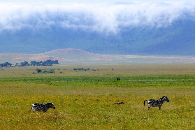 3 Days Tanzania Safari: Tarangire, Manyara and Ngorongoro Crater - Tarangire + Manyara + Ngorongoro in 3 days: why this combo is smart