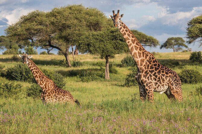 3 Days Tanzania Safari: Tarangire, Manyara and Ngorongoro Crater - Day 1 at Tarangire National Park: elephants, giraffes, and wildlife spotting time