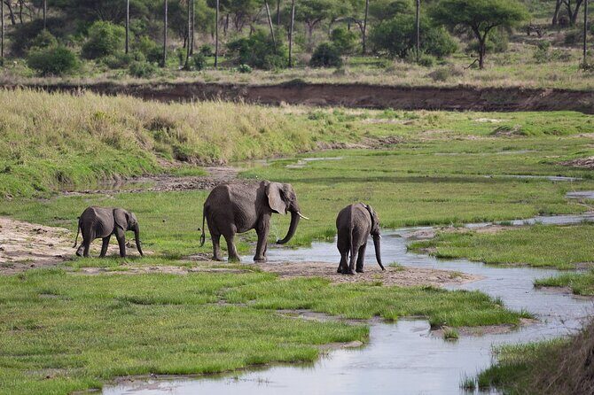 3 Days Tanzania Safari: Tarangire, Manyara and Ngorongoro Crater - Guides: the real difference between a good safari and a great one