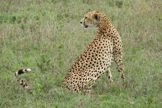 3 Days Tanzania Safari Tarangire, Manyara, & Ngorongoro Crater. - Day 1: Lake Manyara National Park and the Pink-Bird Moment