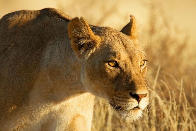 3 Days Tanzania Safari to Manyara Tarangire and Ngorongoro - Day 1 in Tarangire: baobabs, elephants, and the art of predator patience