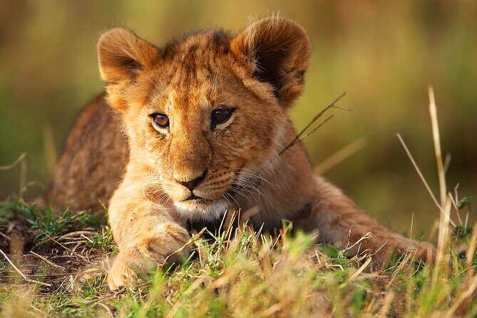 3 Days Tanzania Safari to Manyara Tarangire and Ngorongoro - Your guide matters: why Amani, Aaron, and Evance get praised