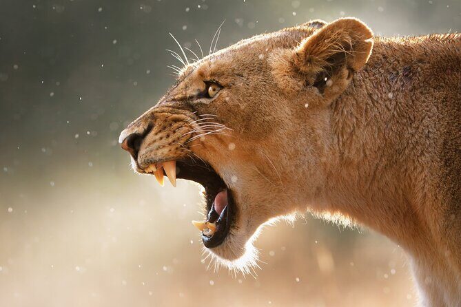 3 Days Tanzania Safari to Manyara Tarangire and Ngorongoro - Price and value: what $700 really buys you