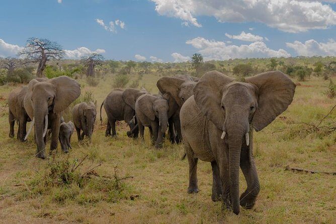 3-Days Tanzania Safari Tours - Key things I’d spotlight before you go
