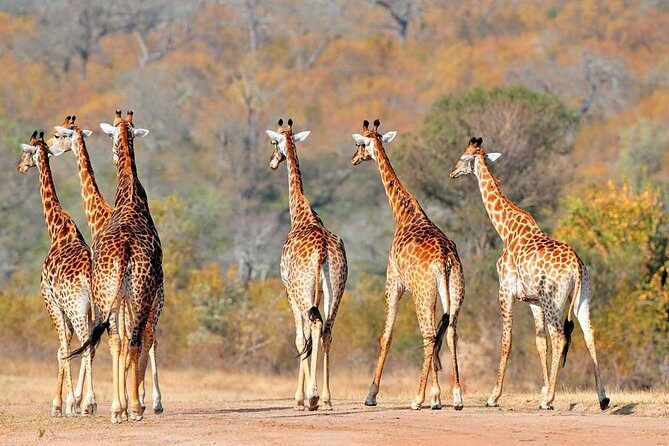 3-Days Tanzania Safari Tours - Arusha to Three Parks: the shape of a smart short safari