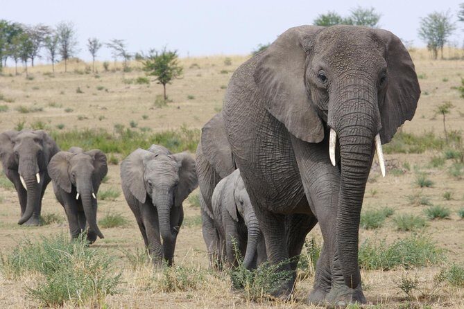 3 Days Tanzania Short and Spicy - Key things that make this safari work