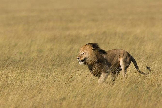 3 Days Tanzania Short and Spicy - Tarangire National Park: elephant country and river-hour sightings
