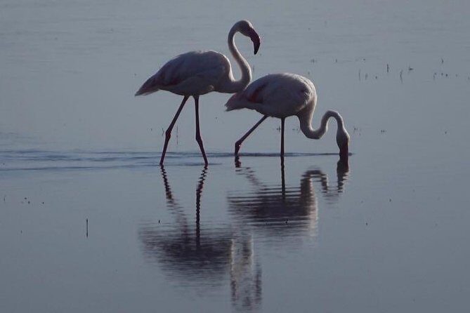 3 - Days Tanzania Wildlife Safari - Getting rolling from Arusha: pickup, timing, and a private safari feel