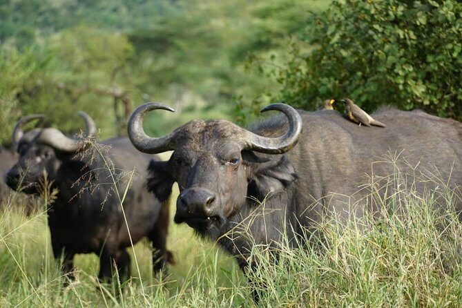 3 - Days Tanzania Wildlife Safari - Lake Manyara National Park: flamingos, birds, and big-game chances in one morning