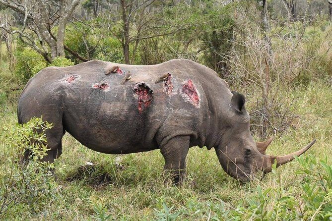 3 days Tarangire, Lake Manyara and Ngorongoro - A 3-Day Safari Loop From Arusha: Tarangire, Lake Manyara, Ngorongoro