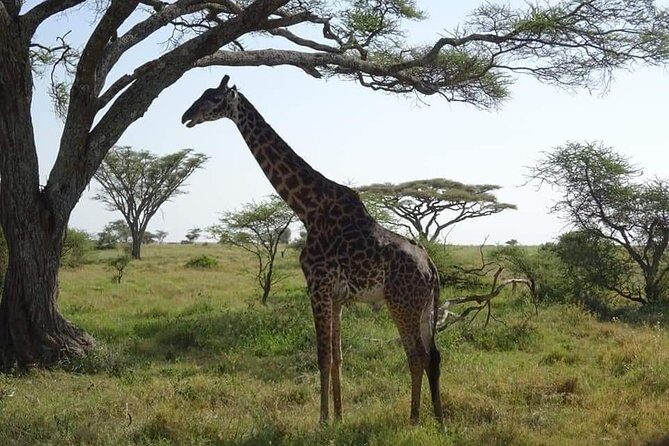 3 days Tarangire, Lake Manyara and Ngorongoro - Day 3 at Lake Manyara: One More Full Day, Then Back to Arusha