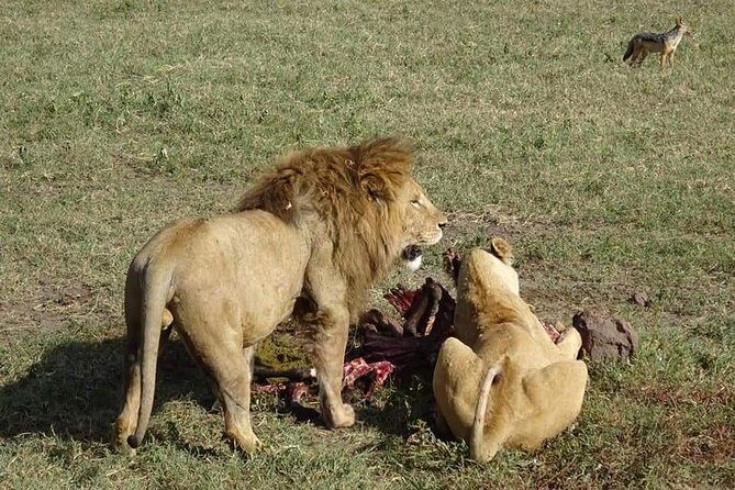 3 days Tarangire, Lake Manyara and Ngorongoro - Day 1 in Tarangire: Full-Day Game Drives With Picnic Lunch