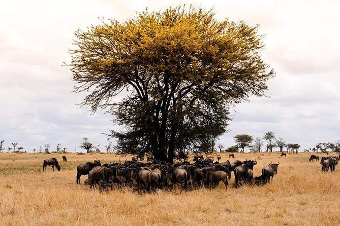 3 days Tarangire, Ngorongoro & Lake Manyara package - Price and value: is $779 a fair deal?