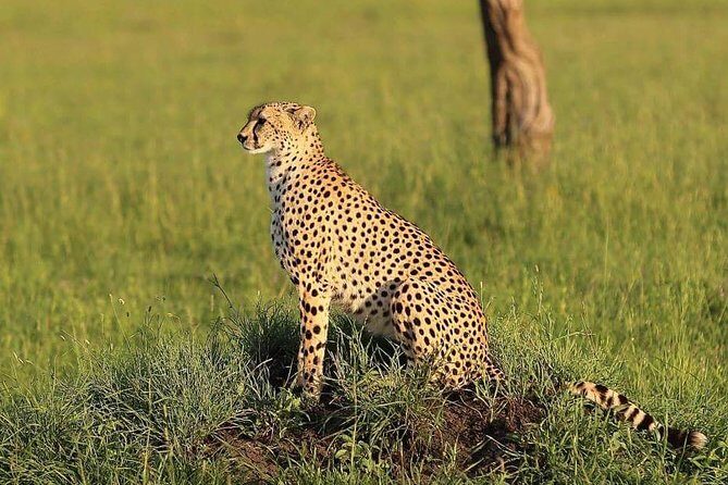3 days Tarangire, Ngorongoro & Lake Manyara package - Tarangire National Park: baobabs, elephants, and bird-heavy drives