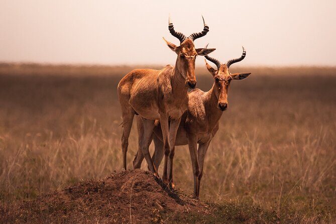 3 days to Serengeti NP and Ngorongoro Crater Tour in Tanzania - Day 1: Arusha to Southern Serengeti via Ngorongoro Gate