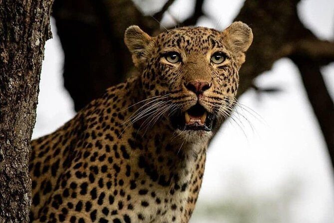 3 Days Unique safari Selous Game Reserve Tanzania - Key highlights worth your attention