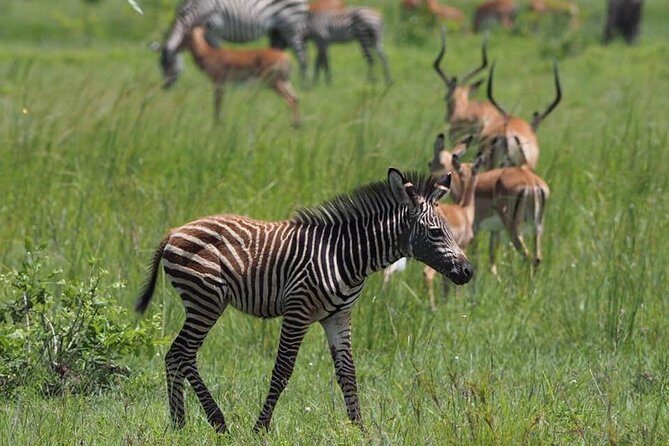 3 Days Unique safari Selous Game Reserve Tanzania - Entering Selous: Why this reserve feels different