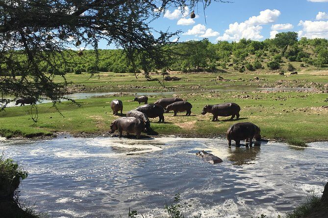 3 Days Unique safari Selous Game Reserve Tanzania - Day 2 game drive marathon: Big reserve, big sightings potential