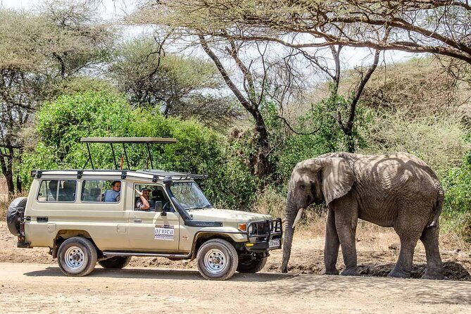 3Days luxury safari to Tarangire Ngorongoro crater and Manyara - Lake Manyara’s Birds and Tree-Climbing Lions: A Softer Finale
