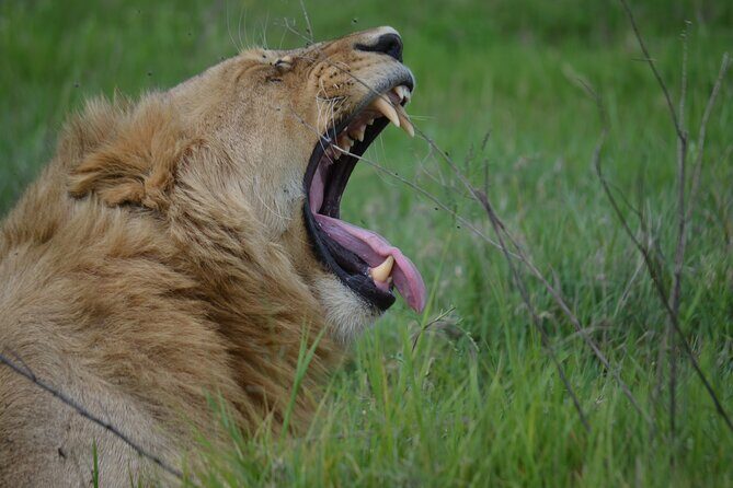 3Days Safari to Tarangire Ngorongoro and manyara lodge safari - Tarangire, Ngorongoro, Manyara: why this circuit works