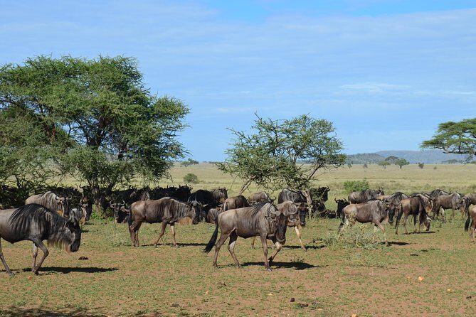 3Days Safari to Tarangire Ngorongoro and manyara lodge safari - Day 3 at Lake Manyara: tree-climbing lions, baboons, and the road to Zanzibar