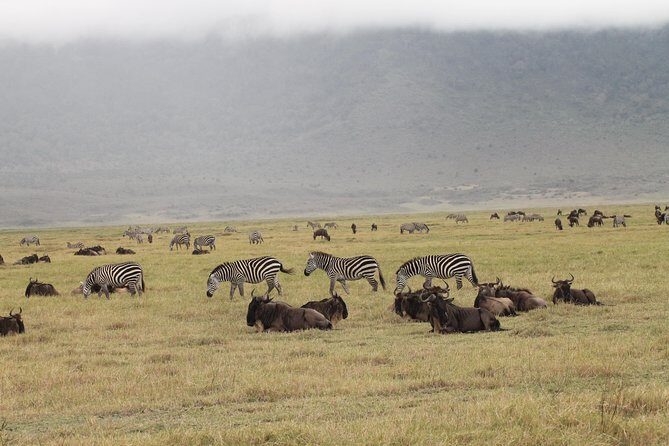3Days Safari to Tarangire Ngorongoro and manyara lodge safari - Vehicle, guide, and meals: the small details that make safari days easier