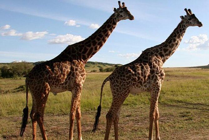 3Days Safari to Tarangire Ngorongoro and manyara lodge safari - Price and logistics: is $645 good value here