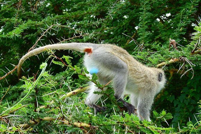 3Days Safari to Tarangire Ngorongoro and manyara lodge safari - Who this safari suits best (and who might prefer a longer trip)