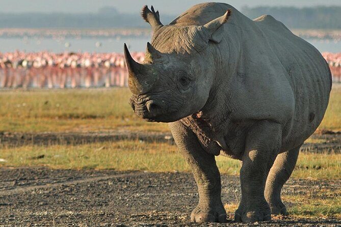 3Days Safari to Tarangire Ngorongoro and manyara lodge safari - Should you book Dancing Simba Safaris for this 3-day circuit?