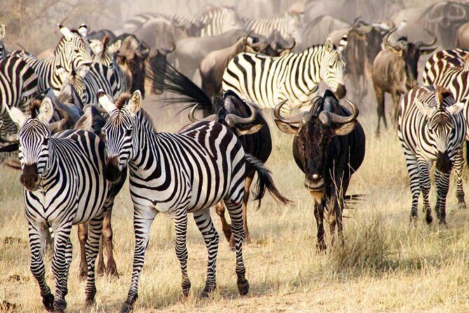 3Days Safari to Tarangire Ngorongoro and manyara lodge safari - Day 1 in Tarangire National Park: baobabs, elephants, and a real picnic