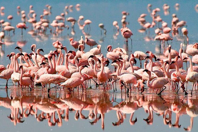 4 Day: Astonishing Group Safari - A fast hit of Tanzania wildlife from Arusha