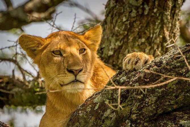 4 Day: Astonishing Group Safari - Day 2 Serengeti: the drive in, then the endless-plains feeling