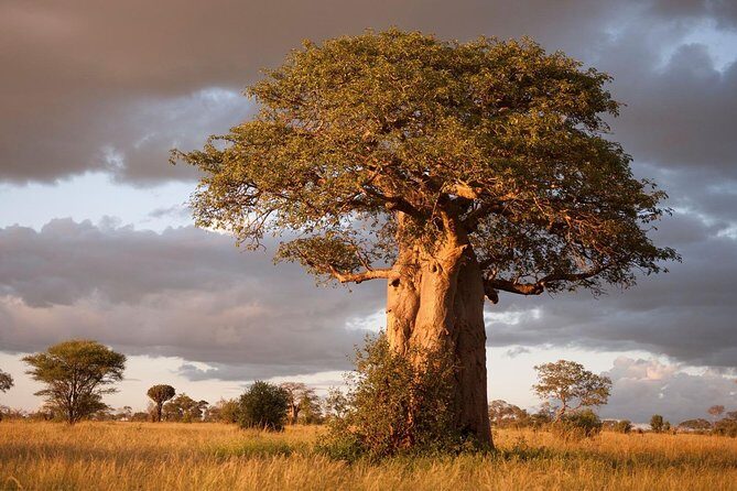 4 Day: Astonishing Group Safari - Day 3 in Serengeti with real choice in timing