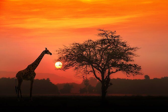 4-Day Basic Safari with Serengeti, Ngorongoro, & Tarangire - First Time Safari, But Still Good Value